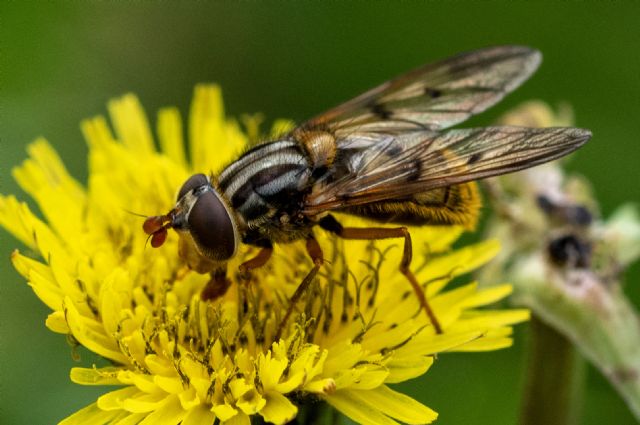Eurasian copperback, Ferdinandea cuprea.  A woodland species of hoverfly that is not common in Scotland.  This was one of several near Carphin Farmhouse in August 2025.